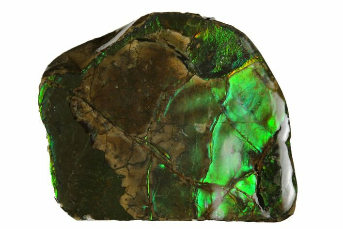 Iridescent Ammolite (Fossil Ammonite Shell) - Alberta, Canada #175153